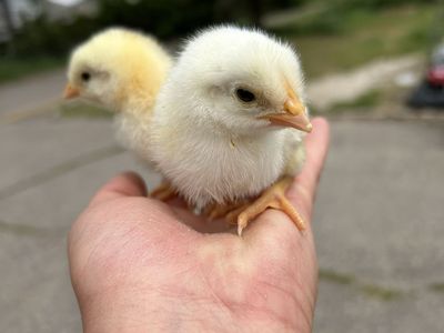 Dual-Purpose Hybrid Chicks