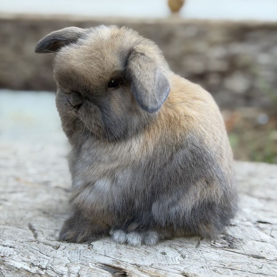 Baby Holland Lop Bunnies!