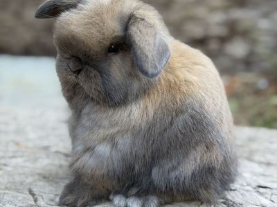 Baby Holland Lop Bunnies!