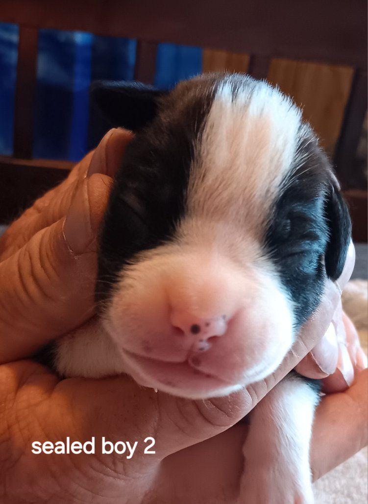 Boxer Puppies - Sealed & Fawn Males and Females