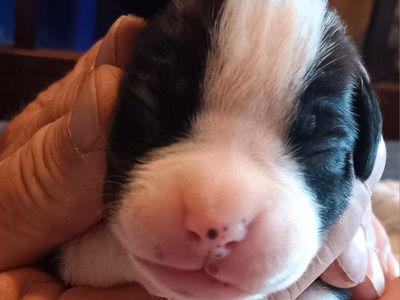 Boxer Puppies - Sealed & Fawn Males and Females