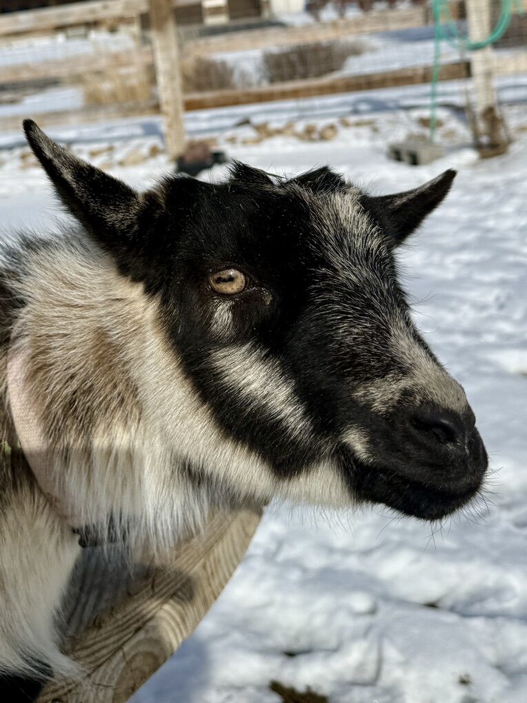 Nigerian Dwarf Goats: 4-H Ready