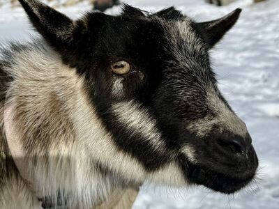 Nigerian Dwarf Goats: 4-H Ready