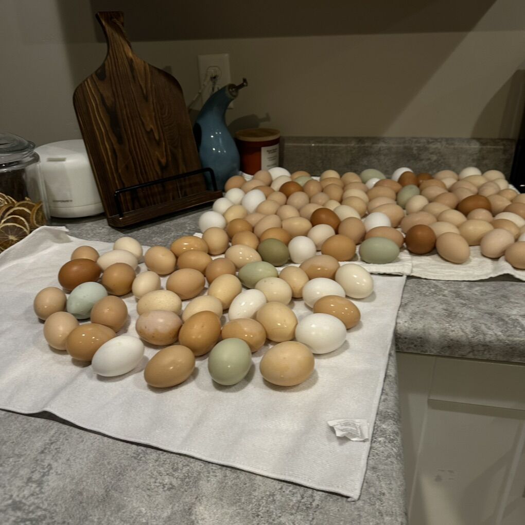 Fresh Eggs