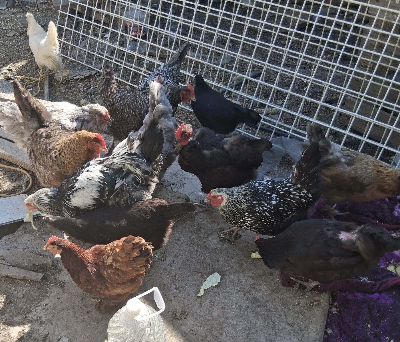 Hens