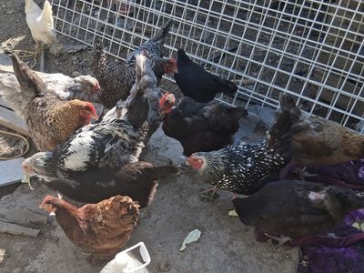 Hens