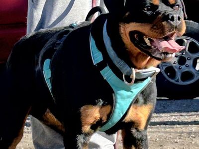 German Rottweiler Female