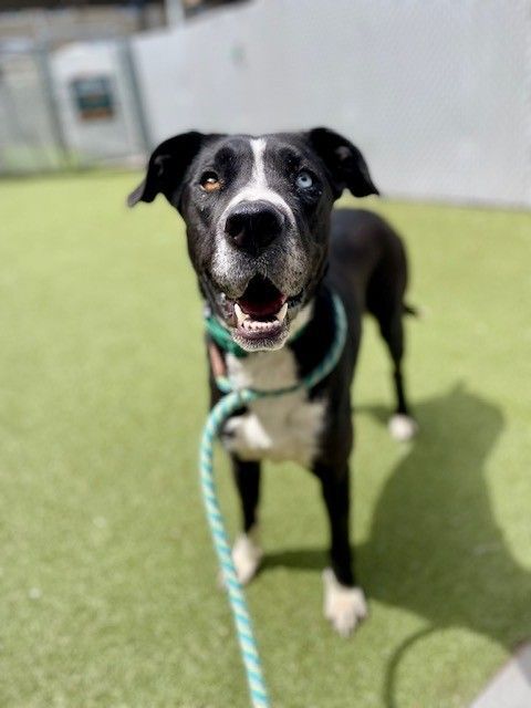 A161569 Tova is Available for Adoption!