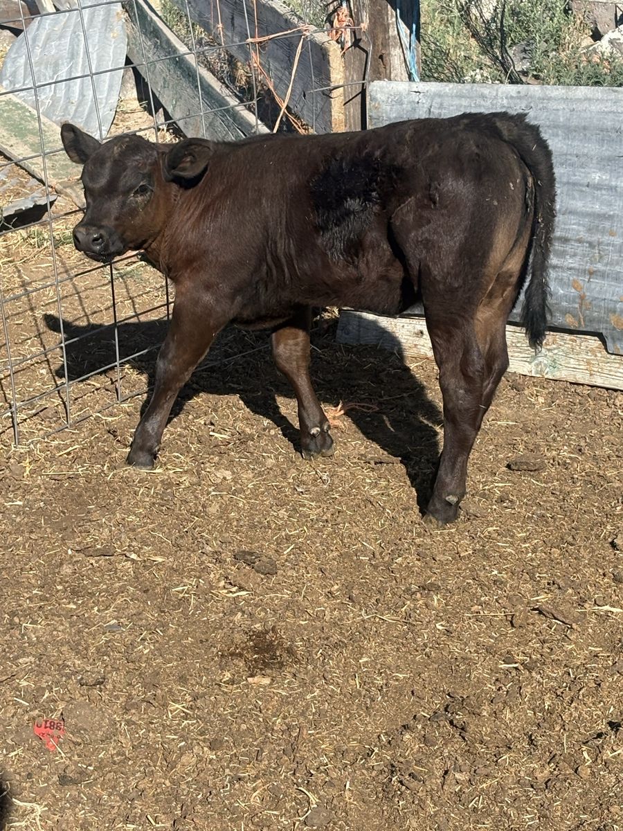 Beef calf