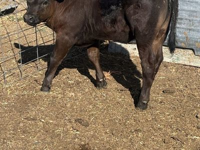 Beef calf