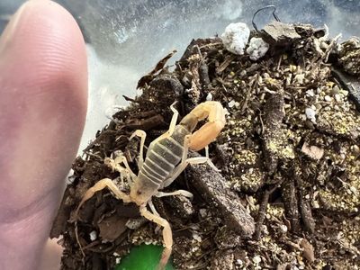 Devil scorpion