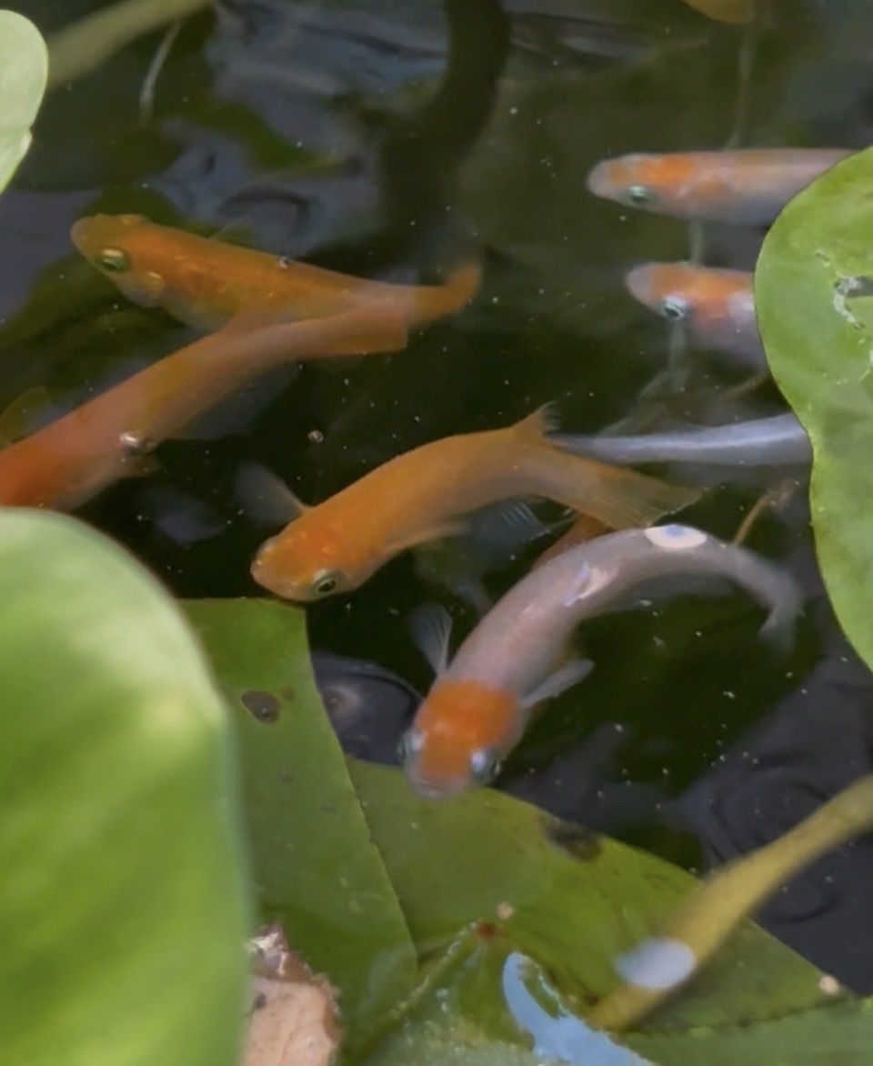 Orange Japanese Ricefish / Medaka (locally bred)
