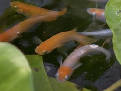 Orange Japanese Ricefish / Medaka (locally bred)