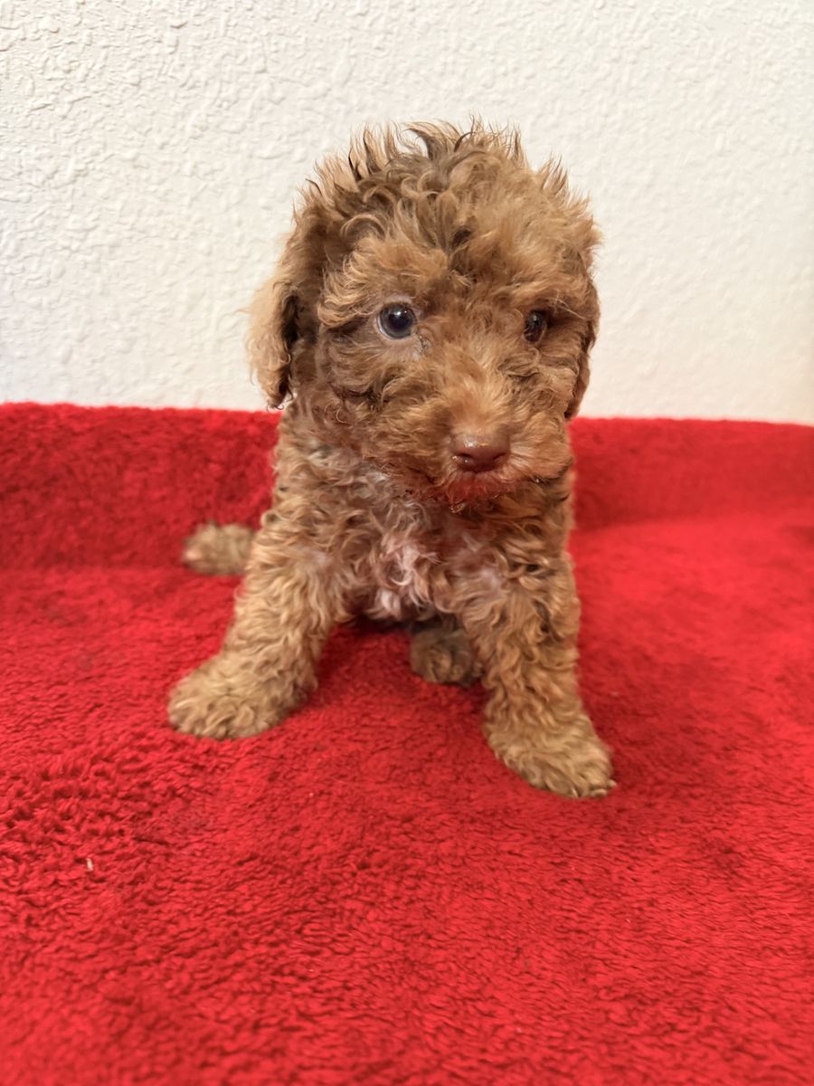 Toy Poodle Puppies