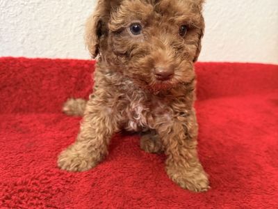 Toy Poodle Puppies