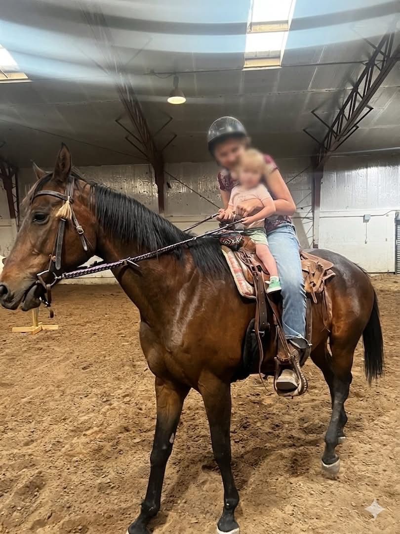 Thoroughbred/Quarter horse