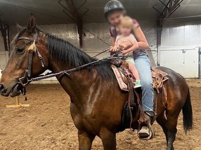 Thoroughbred/Quarter horse