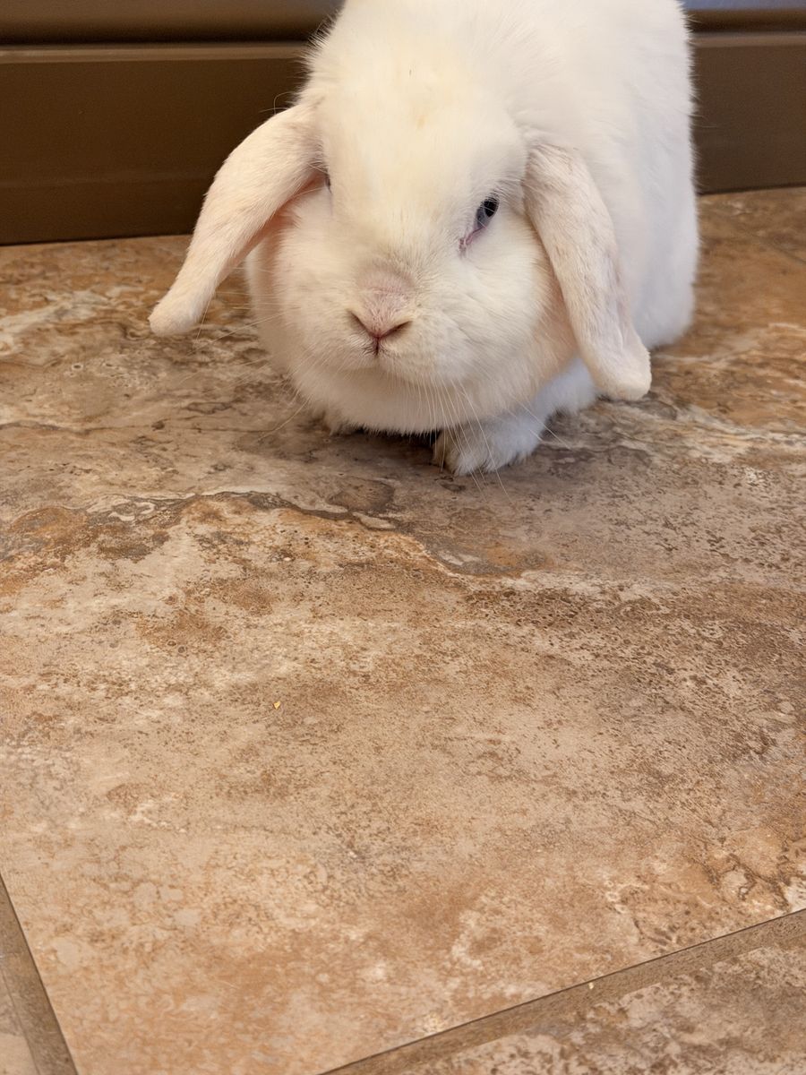 litter trained doe holland lop to a good home