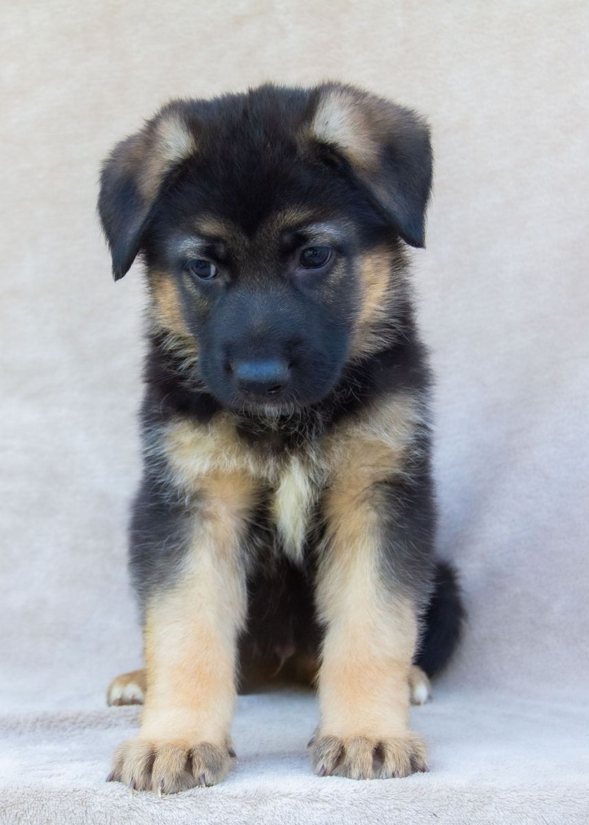Exceptional Purebred German Shepherd Puppies