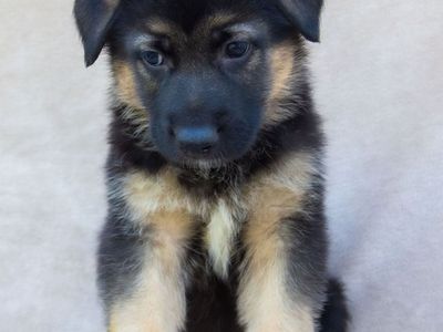 Exceptional Purebred German Shepherd Puppies