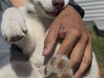 A162969 Luna is Available for Adoption!