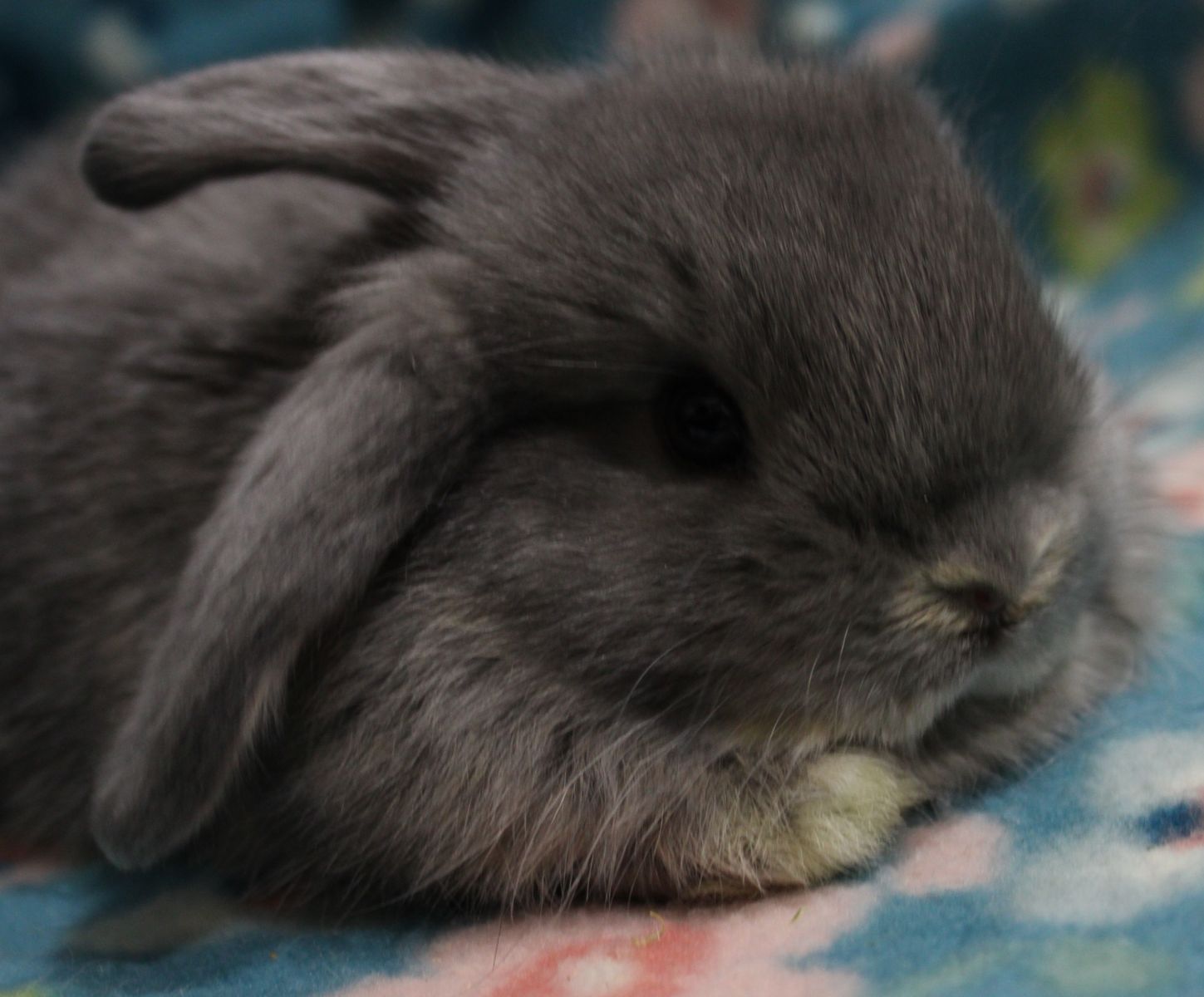 Holland Lops Dilute Colors
