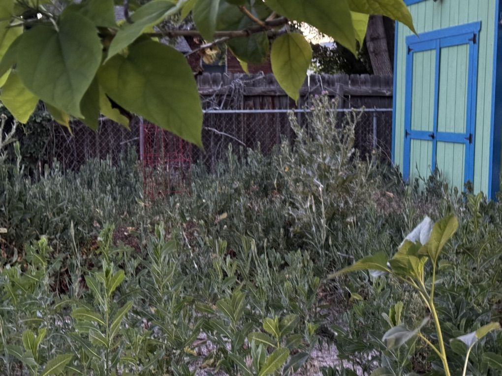 Weeds Removal Yard Clean Up Mowing Great Prices