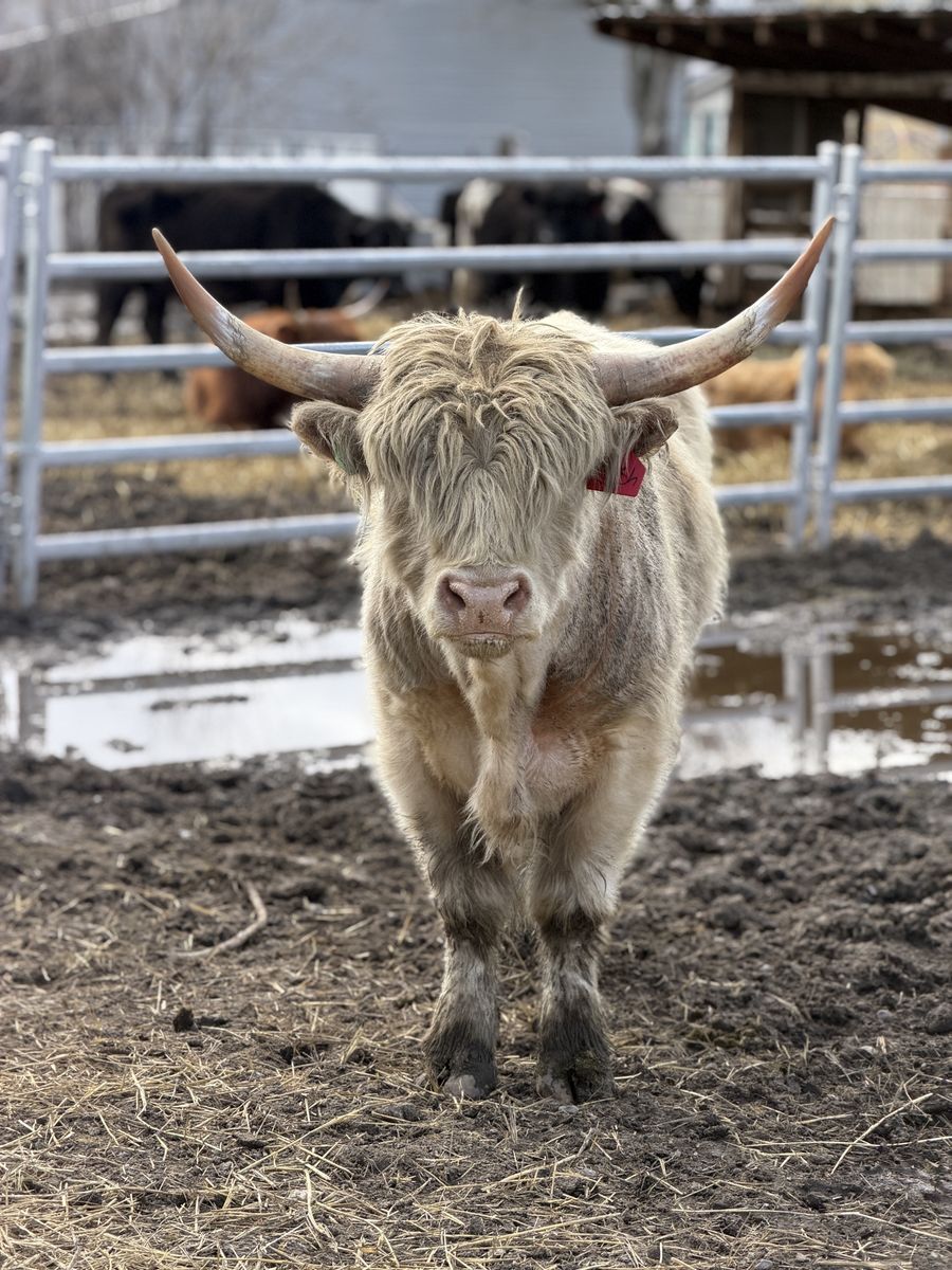 Highland Breeder Bull