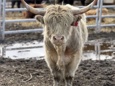Highland Breeder Bull