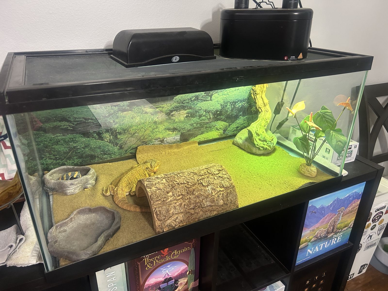 Elderly bearded dragon & tank setup