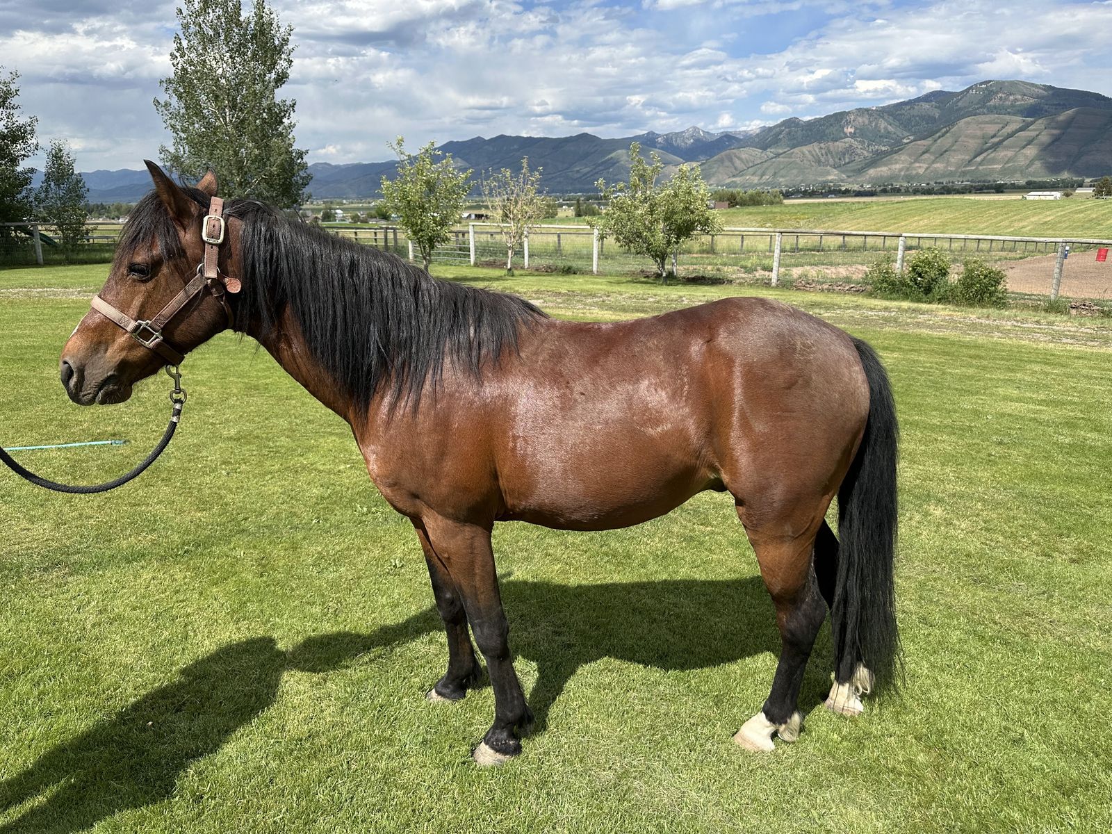 12-Year-Old Gelding Raking Pony