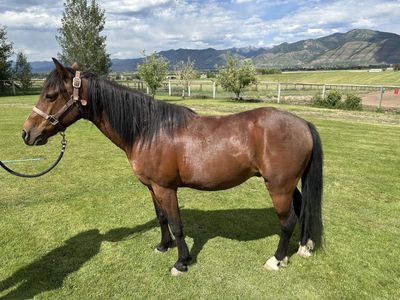 12-Year-Old Gelding Raking Pony