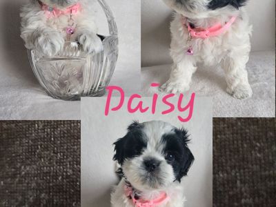 Only 1 left! Female Shih Tzu Puppies -Going Fast!