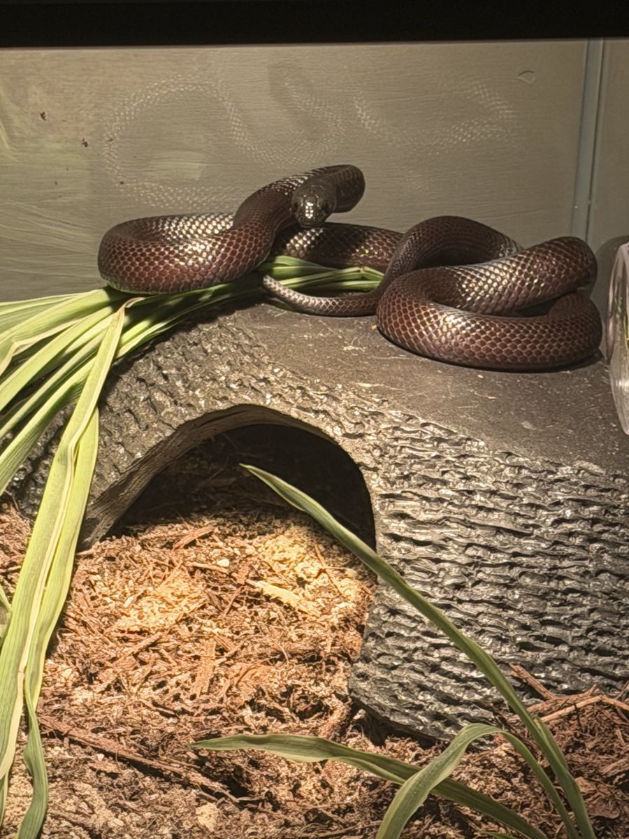 Mexican Black Kingsnake