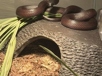 Mexican Black Kingsnake