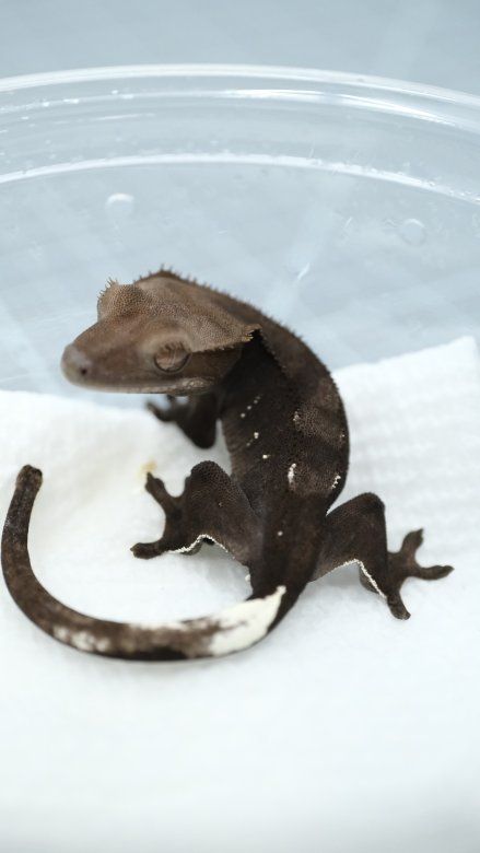 Axanthic Phantom sable crested gecko