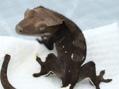 Axanthic Phantom sable crested gecko