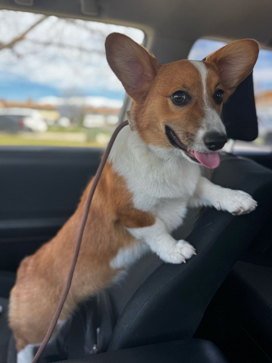 7 Month Old Female Pembroke Welsh Corgi Puppy