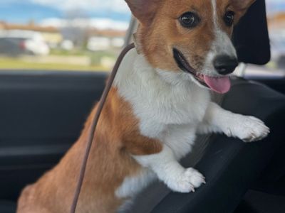7 Month Old Female Pembroke Welsh Corgi Puppy