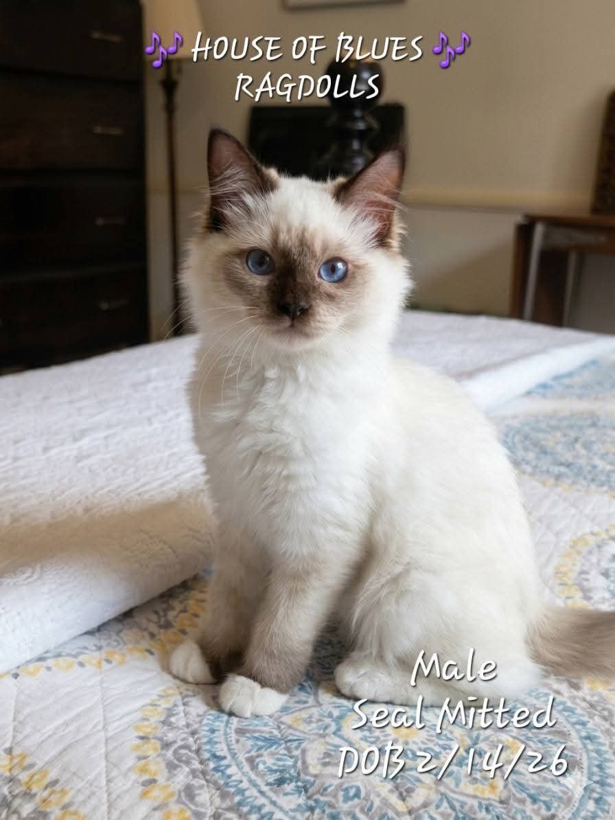 Purebred Male Seal Mitted Ragdoll Kitten - TICA REGISTERED 