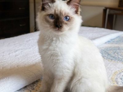 Purebred Male Seal Mitted Ragdoll Kitten - TICA REGISTERED