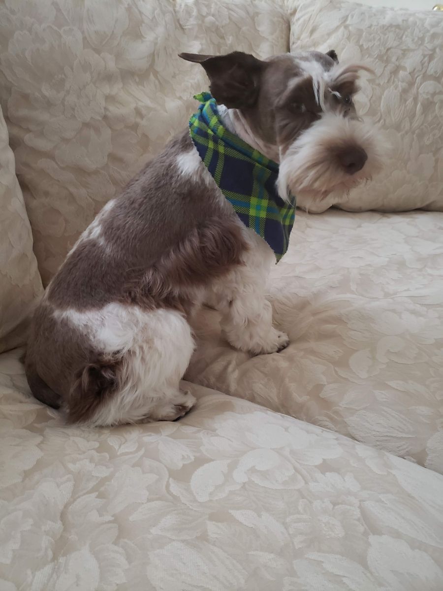 AKC CKC schnauzer stud