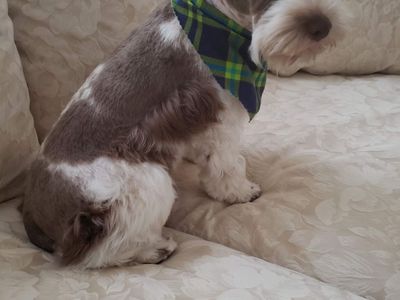 AKC CKC schnauzer stud