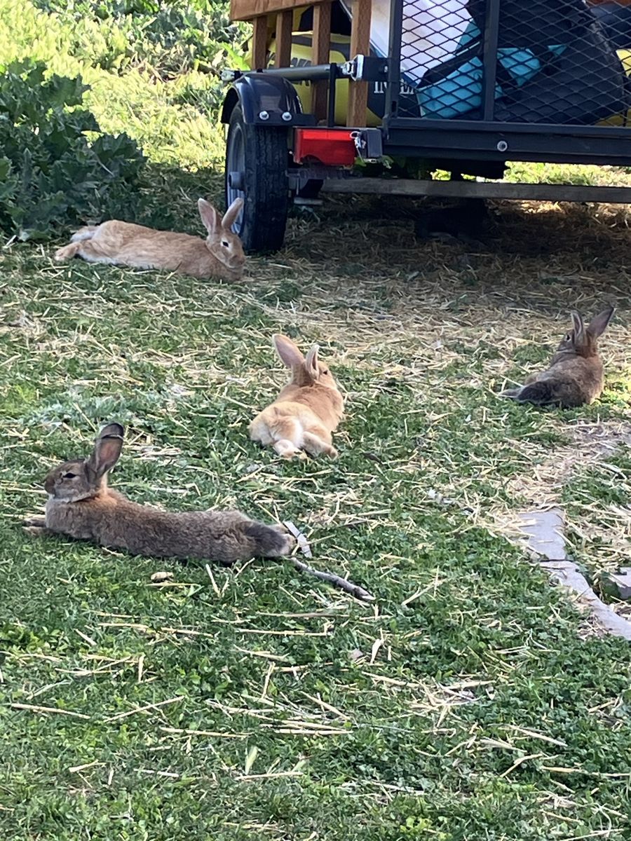 Bunnies