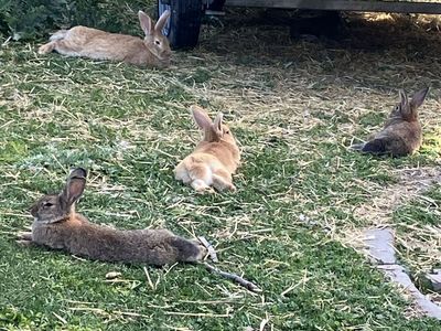 Bunnies