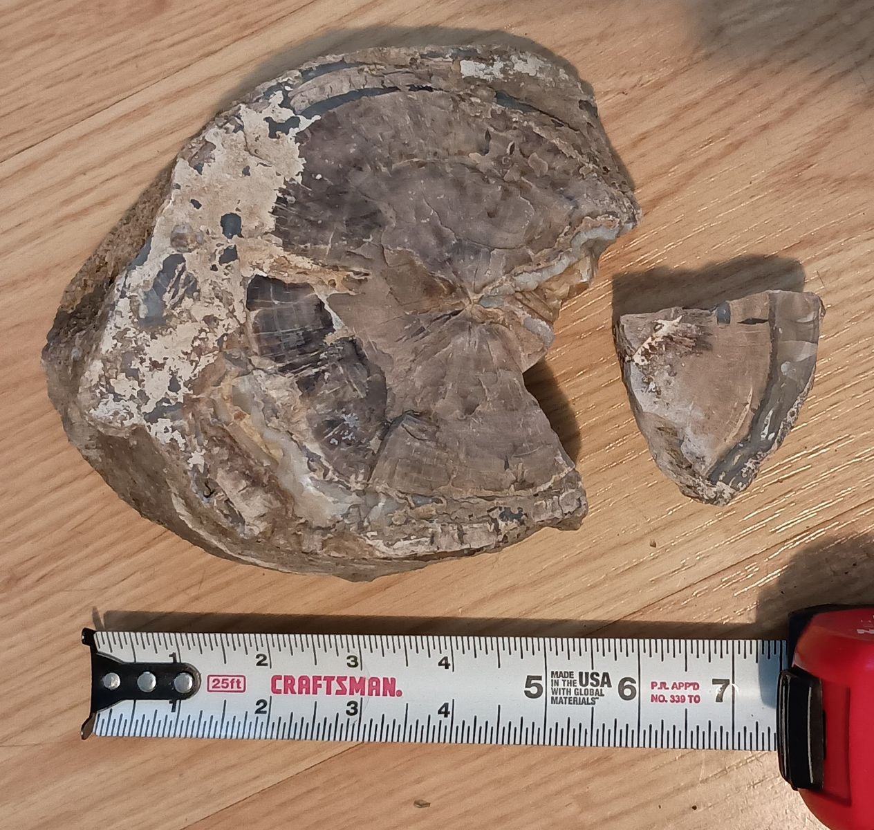 Petrified Wood Specimen - Agatized Tree Ring Fossil with Smaller Piece