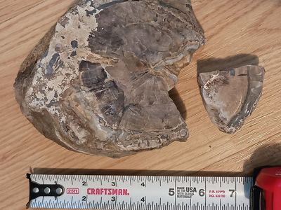 Petrified Wood Specimen - Agatized Tree Ring Fossil with Smaller Piece