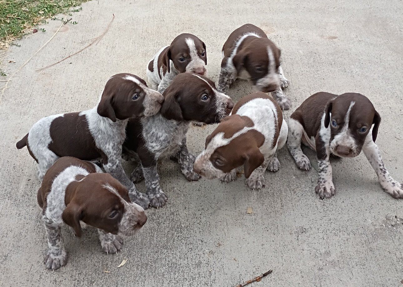 German Shorthaired Pointer Puppies**2 left**