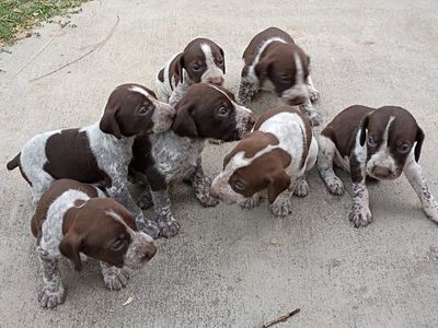 German Shorthaired Pointer Puppies**2 left**