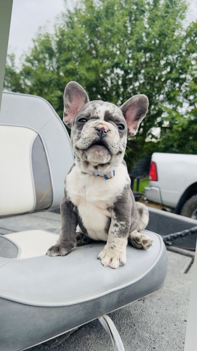 French Bulldog Puppy